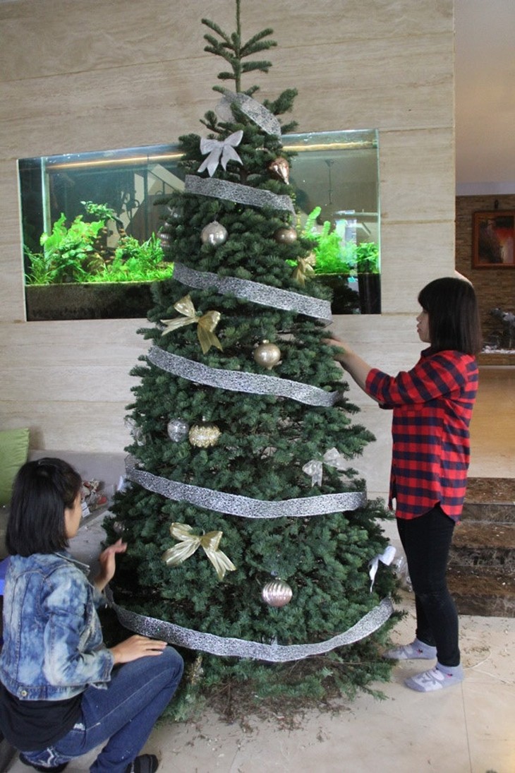 Hanoians keen to buy fresh pine trees as Christmas comes near - ảnh 6